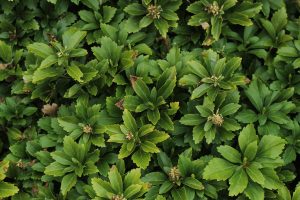 Why Are The Leaves On My Pachysandra Plant Turning Yellow