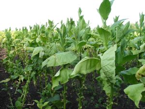Best Herbicide for Tobacco