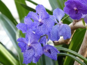 best fertilizer for Vanda orchids