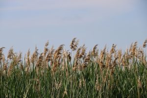 Best Herbicide For Phragmites