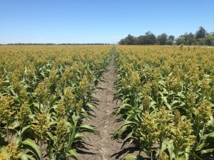 Best Herbicide For Sorghum