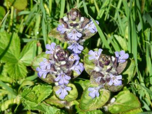 Best Herbicide for Ajuga