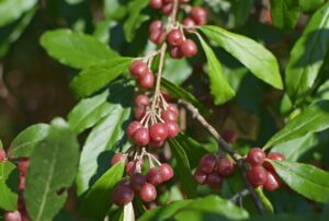 Best Herbicide for Autumn Olive