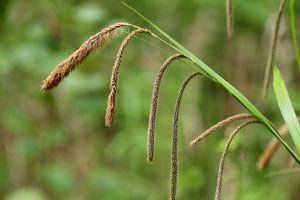 Best Herbicide For Sedges