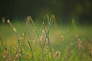 Best Herbicide For Ryegrass