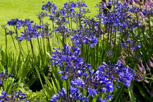 Best Herbicide for Agapanthus