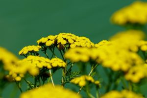 Best Herbicide for Tansy