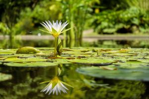 Best Herbicide for Water Lilies