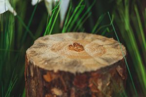 Best Herbicide for Tree Stumps