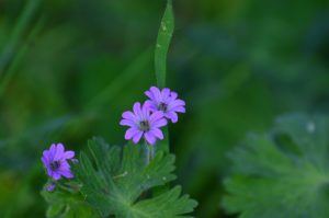 Best Herbicide for Wild Violets