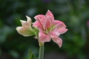 Best Fertilizer For Amaryllis