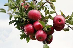 Best Fertilizer For Apple trees