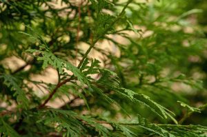 Best Fertilizer For Arborvitae