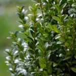 Best Fertilizer For Boxwoods