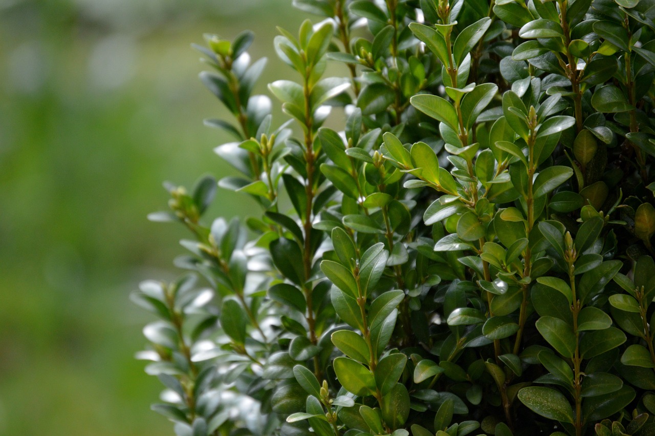 Best Fertilizer for Boxwoods Optimizes Growth and Appearance