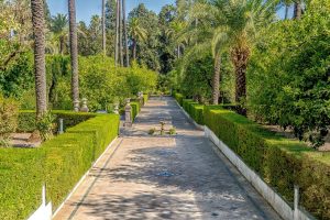 Best Fertilizer For Cedar Hedges