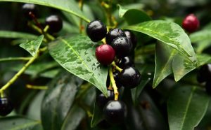 Best Fertilizer For Cherry Laurel