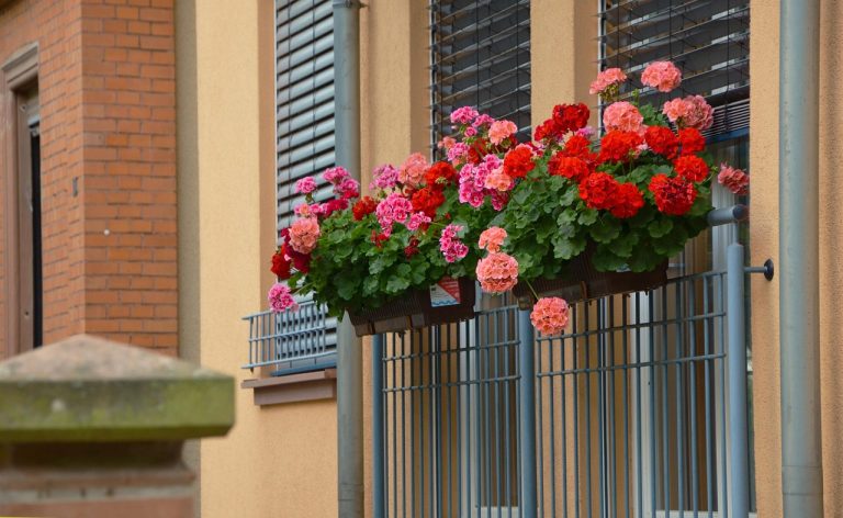 10 Best Fertilizer For Geraniums - FarmTilling