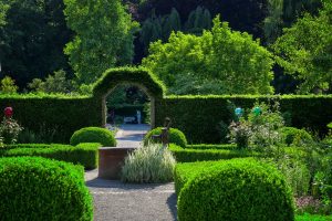 Best Fertilizer For Hedges