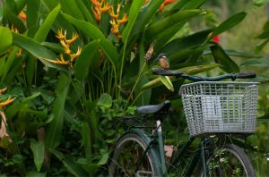 Best Fertilizer For Heliconia