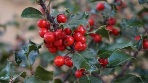 Best Fertilizer For Holly Bushes