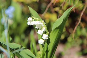 Best Fertilizer For Lily Of The Valley