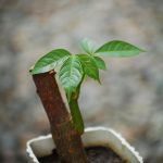 Best Fertilizer For Money Tree Plant