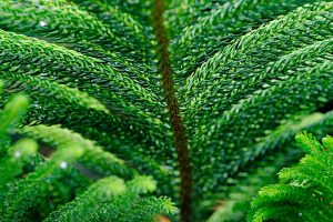 Best Fertilizer For Norfolk Pine