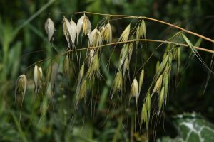 Best Fertilizer for Forage Oats