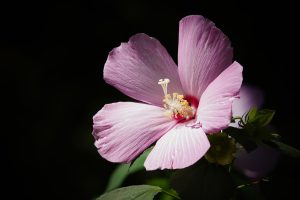 Best Fertilizer for Hibiscus