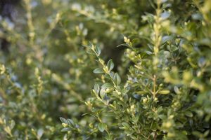 Best Fungicide For Boxwood Blight