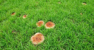 Best Fungicide for Lawn Rust