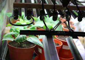 Best Grow Light Bulbs For Indoor Plants