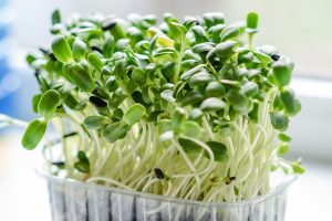 Best Grow Light For Microgreens