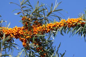 Best Herbicide For Buckthorn