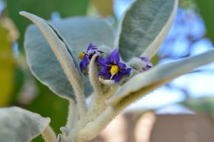  Best Herbicide For Burweed
