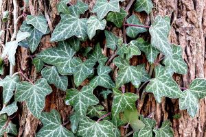 Best Herbicide For English Ivy