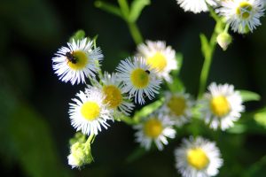 Best Herbicide For Fleabane