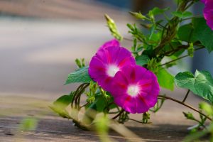 Best Herbicide For Morning Glory