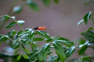 Best Insecticide For Boxelder Bugs