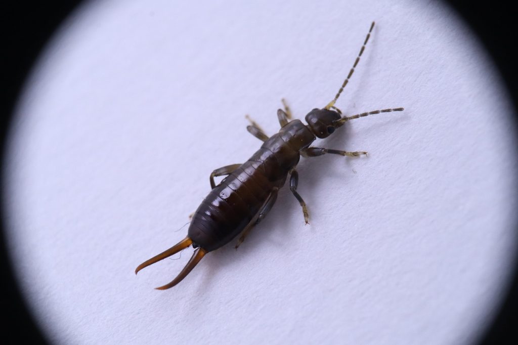 Best Insecticide For Earwigs