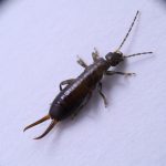 Best Insecticide For Earwigs