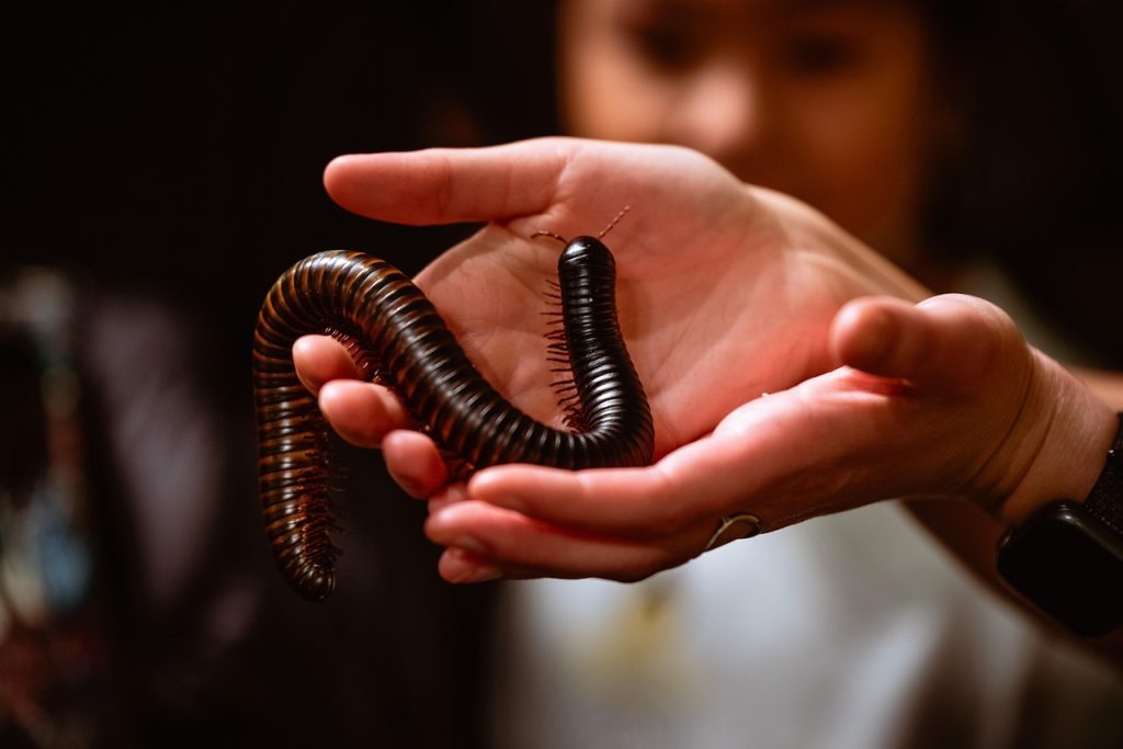 Best Insecticide For Millipedes