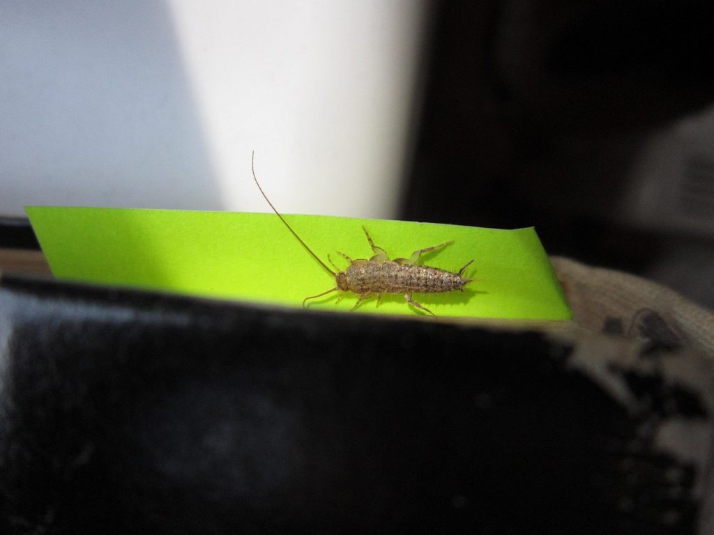 Best Insecticide For Silverfish