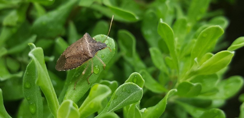 Best Insecticide For Stink Bugs