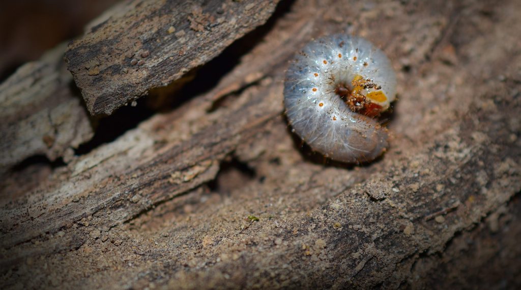 Best Insecticide For White Grubs