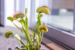 Best LED Grow Light for Venus Fly Trap