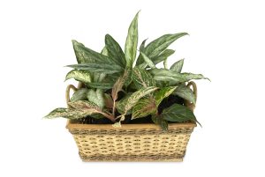 Best Pot For Dieffenbachia