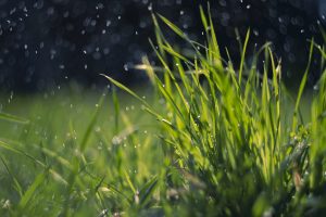 Best Sprinkler for Newly Seeded Lawn