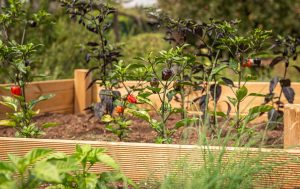 Best Sprinklers for Raised Beds